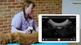 Ultrasound Technique for Canine Pancreas [upl. by Augusto]