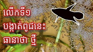 បង្កាត់ត្រីក្រឹមក្ដារ Breeding Croaking Gourami [upl. by Melinda]