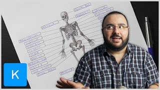 Lerne mit mir  Skelettsystem Anatomie des Menschen  Kenhub [upl. by Kenelm]