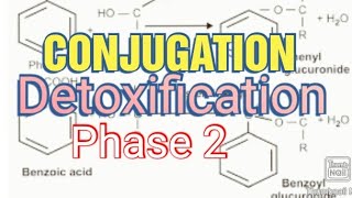 Conjugation Biochemistry Metabolism of Xenobiotics Phase 2 [upl. by Hplodur]