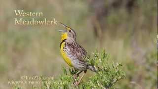 Western Meadowlark [upl. by Bing]