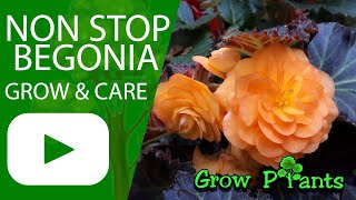 Non stop begonia  grow amp care Great also as Houseplant [upl. by Atiluj393]