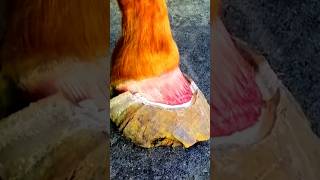 hoof compilation foryou hoof satisfying horseshoe [upl. by Llehcsreh]