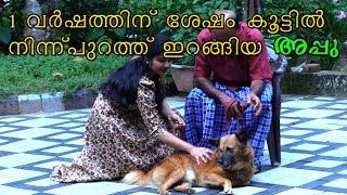 😍Aggressive spitz nadan Cross  തൊട്ടാല്‍ quotഇനി കടിക്കില്ലquot  Touch Aggression amp biting issue solved [upl. by Manwell]