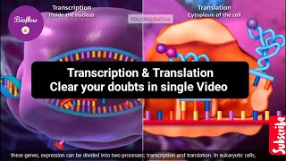 transcription and translation  transcription class 12 bio  transcription and translation animation [upl. by Neyuq]