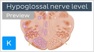 Medulla oblongata hypoglossal nerve level preview  Human Anatomy  Kenhub [upl. by Nomaj951]