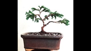 Himalayan Blue Pine Mame Bonsai Making [upl. by Micky392]