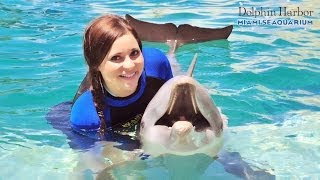 Nadando con Delfines y Focas  Miami Seaquarium [upl. by O'Connell]