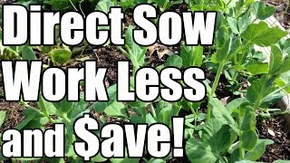 2 Min Tip Save Time amp Money by Directly Sowing Seeds [upl. by Mourant755]