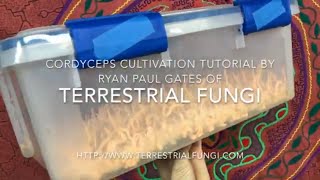 Cordyceps cultivation video by Ryan Paul Gates of Terrestrial Fungi [upl. by Reyem]