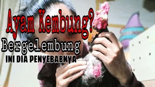 MENGOBATI AYAM KEMBUNG  GELEMBUNG UDARA PADA AYAM [upl. by Attalie]