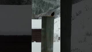 Evening Grosbeak came to visit us today munching on birdseed and enjoying the spring snow fall [upl. by Arhat]