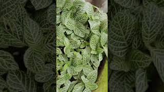 fittonia plantshortsindoorgardening [upl. by Akinnor]