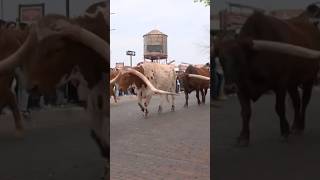 Cattle drive returns to Fort Worth Stockyards [upl. by Shaefer]