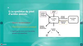 Métabolisme des acides aminés introduction [upl. by Idleman]