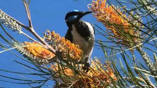 Bluefaced Honeyeater 76 [upl. by Rettig]