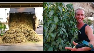 Amazing EDIBLE GARDEN amp TREES Using WOOD CHIPS [upl. by Revart]