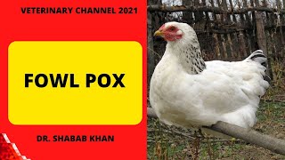 Poultry Medicine Clinical Symptoms Diagnosis Treatment and Control Of Fowl Pox In Chickens [upl. by Ynnaj]