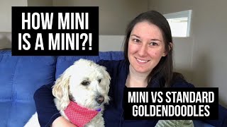 GOLDENDOODLE SIZES HOW MINI IS A MINI MINI VS STANDARD GOLDENDOODLE [upl. by Nared]