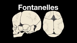 Skull fontanelles [upl. by Petra343]