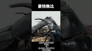 ホペイオオクワガタ 銀三 vs インターメディアツヤクワガタ ギャラバル insects 昆虫バトル 虫バトル クワガタ [upl. by Ednyl492]