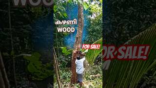 Kazhani Wood for Sale  കഴണി മരം ആവശ്യം ഉള്ളവർ വിളിക്കുക  RMR Woods [upl. by Skipton914]