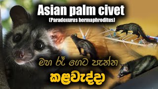 The Asian palm civet  කළවැද්දා [upl. by Aropizt]