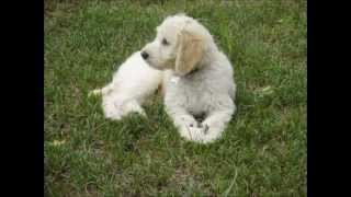 Goldendoodle timelapse from puppy to dog [upl. by Beller]