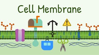 Cell Membrane Structure amp Functions  Membrane Lipids Membrane Proteins and Carbohydrates [upl. by Faunia884]