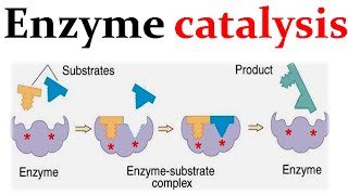 Enzyme catalysis mechanism [upl. by Frendel747]