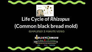 Life Cycle of Rhizopus Reproduction of Rhizopus or Common black bread mold [upl. by Annay530]