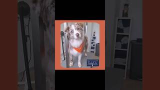 🧡 🐾 Iris 🐾 🧡 chien dog toilettage cute doglover mignon grooming animaux [upl. by Pearl]