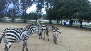 Gentle Zebras Riding Zebra [upl. by Arde]