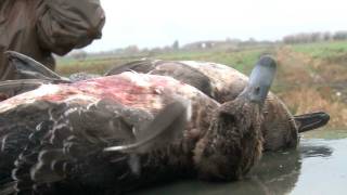 Wildfowling in Somerset with an Armsan A612 Shotgun [upl. by Immac525]