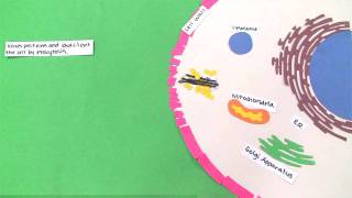 Replication Cycle of an Envelope Virus [upl. by Eetsirhc]