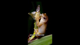 This frog may be the first amphibian pollinator [upl. by Gilcrest]