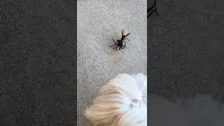 Tarantula Hawk Wasp dragging a Tarantula [upl. by Eleonora141]