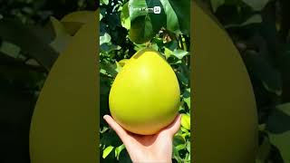 Chinese Farmers Growing and Harvesting Pomelos shorts farmer fruit agricultureinusa [upl. by Nolyarg]