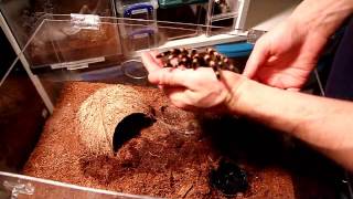 Acanthoscurria geniculata Handling Video [upl. by Eelsew]