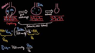 Respiration  Alveolar Ventilation Equation [upl. by Einberger838]