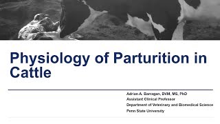 Physiology of Parturition in Cattle [upl. by Wilhelmine]