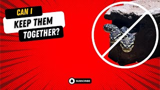 WHY COHABITATION IS A BAD IDEA invesrep snakes reptiles blackheadedpython cohabitation [upl. by Claudian253]