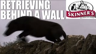 Gundog training tips  how to retrieve on the other side of a wall [upl. by Niarbo]