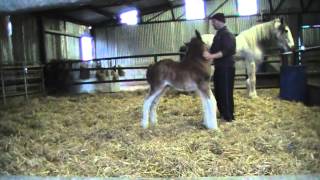 CUTEST FOAL EVER  Oak Grove Frank the Clydesdale Foal [upl. by Sueddaht]