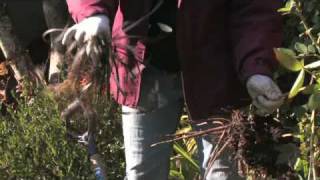 Gardening Tips  How to Divide Peonies [upl. by Ordnas]