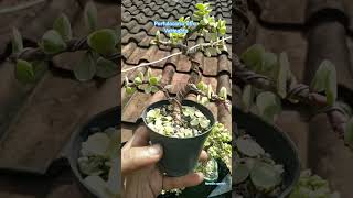 mini bonsai portulacaria afra [upl. by Acinoev]