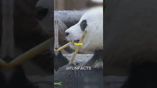 5 Fun Facts About Brars You Didn’t Know❗️❗️funfacts bear viralvideo [upl. by Ydne]