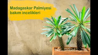 Pachypodium Lamerei  Madagaskar Palmiyesi bakımı [upl. by Armilda]