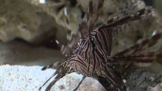 Lionfish Feeding Frenzy [upl. by Ardnaiek]