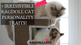 7 Irresistible Ragdoll Cat Personality Traits Thatll Make You Want One [upl. by Enwad747]